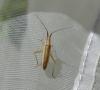 Stenodema laevigata